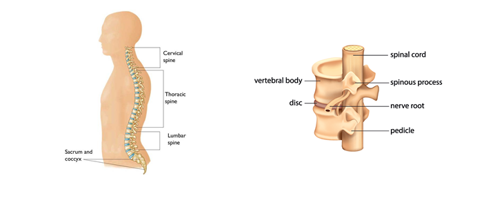 neck-anatomy