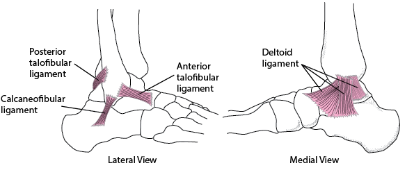 ankle-anatomy